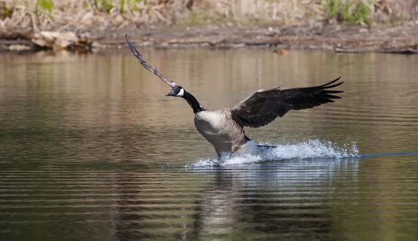 Canadian goose landing on water — Stock Photo, Image