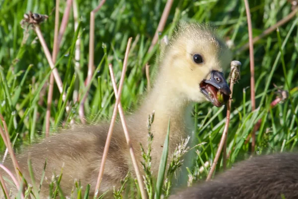 Ganso canadense Gosling descansando — Fotografia de Stock