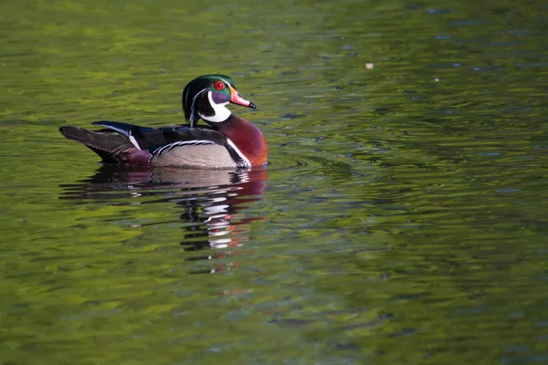 Mannelijke hout duck zwemmen — Stockfoto