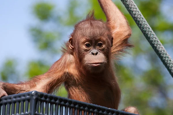 Dětská orangutan — Stock fotografie