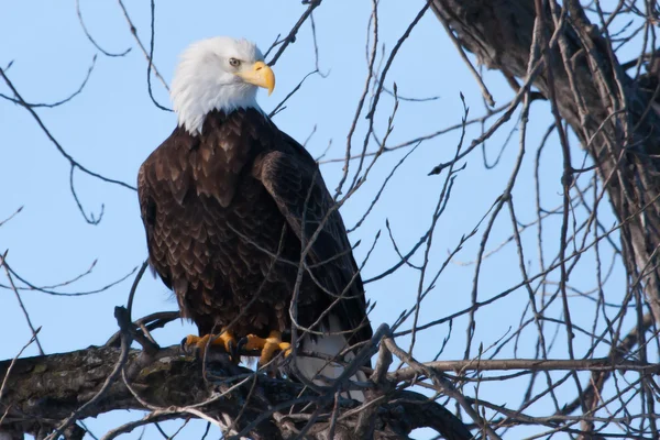 American bald eagle in soft focus Sea... — Stockfoto