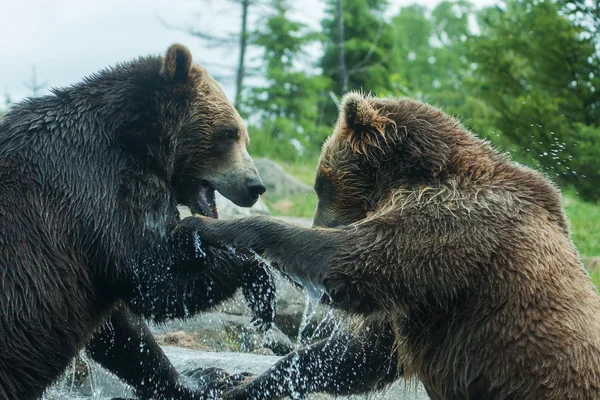 Dos osos pardos (marrones) luchan — Foto de Stock