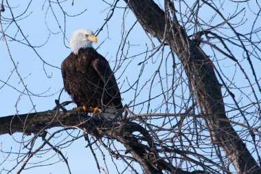 Amerikan kel kartal
