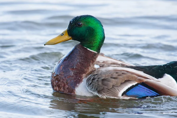 Mâle Mallard Natation — Photo