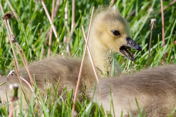 Gosling kanadské husy odpočívá — Stock fotografie