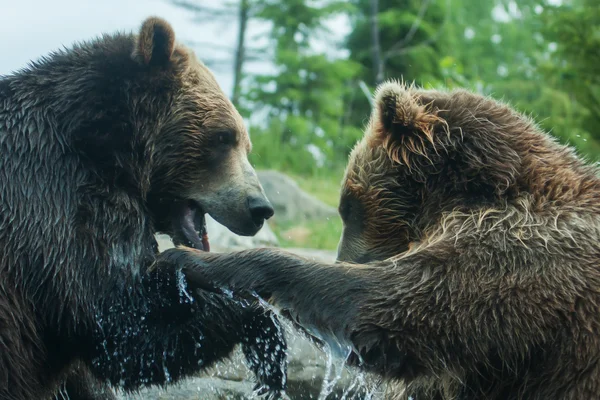 Två grizzly (brun) björnar kämpa mjukt fokus — Stockfoto