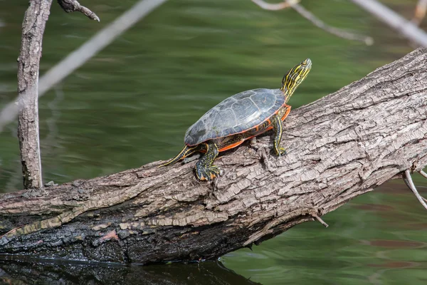 Tortuga pintada Sunning —  Fotos de Stock