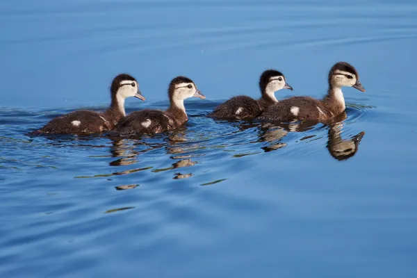 Wood Duck ducklings — Stock Photo, Image