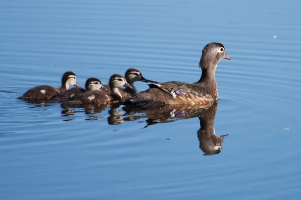 Hout duck eendjes en moeder — Stockfoto