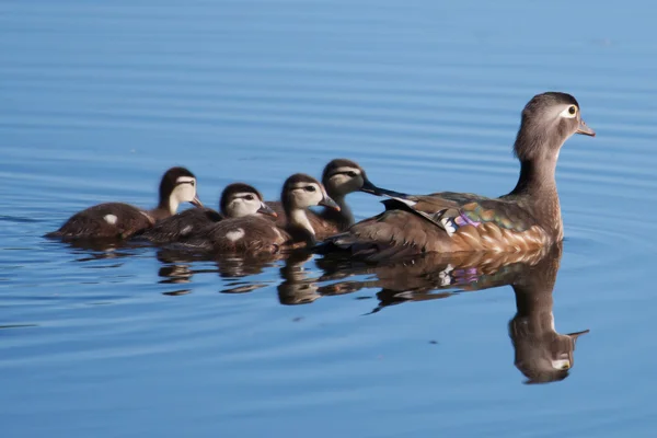 Dřevo kachna Kachňata a matka — Stock fotografie