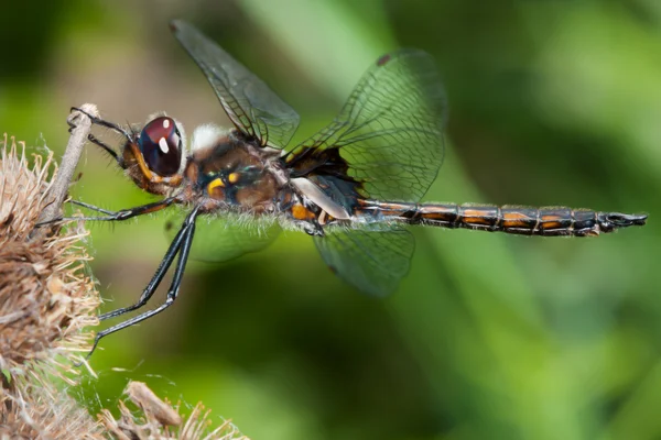 Twelve Spotted Skimmer Dragonfly — Stock Photo, Image