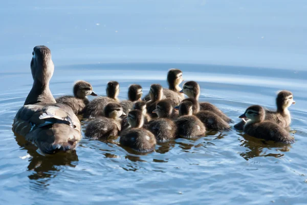 Wood Duck ducklings and Mother — Stock Photo, Image