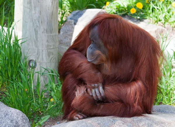 Orangutan (Pongo pygmaeus) portrét — Stock fotografie