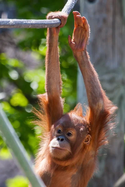 Baby orang-oetan — Stockfoto