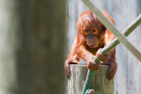 Bebek orangutan — Stok fotoğraf