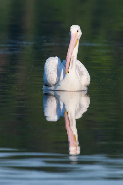 Pellicano bianco (Pelecanus erythrorhynchos ) — Foto Stock