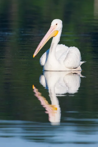 Witte pelikaan (Pelecanus erythrorhynchos) — Stockfoto