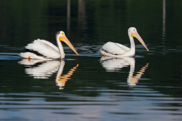 Pelicanos brancos (Pelecanus erythrorhynchos ) — Fotografia de Stock