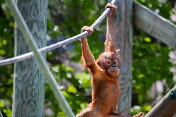 Orang-Utan-Baby — Stockfoto