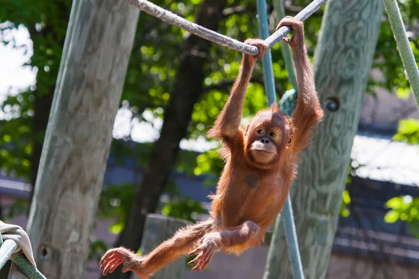Baby orangutan — Stock Photo, Image