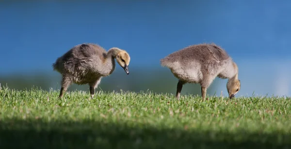 Goslings comer — Foto de Stock