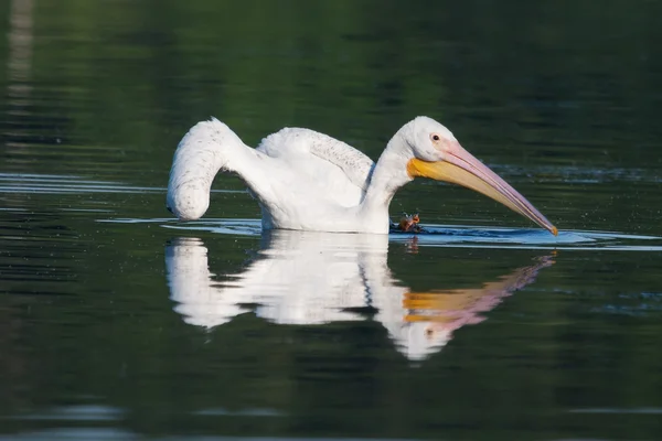 Pelicano branco (Pelecanus erythrorhynchos ) — Fotografia de Stock