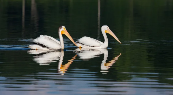 Pelicanos brancos (Pelecanus erythrorhynchos ) — Fotografia de Stock