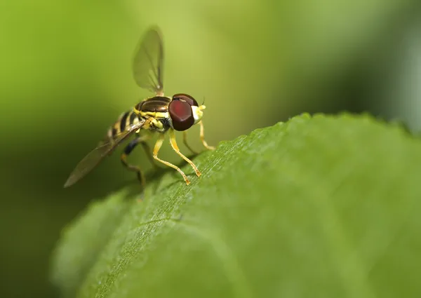 Макроснимок летающей мухи — стоковое фото