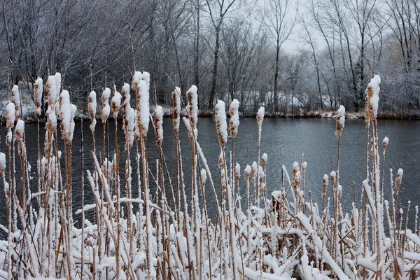 冬の池でネコヤナギ — ストック写真