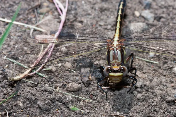 Común Darter Dragonfly de pie —  Fotos de Stock