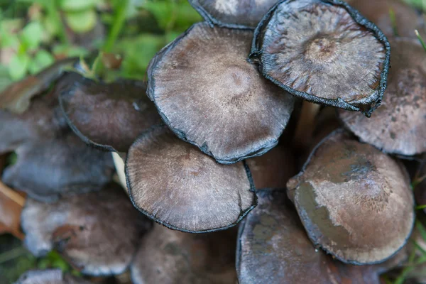 Wild mushrooms on a log — Stock Photo, Image