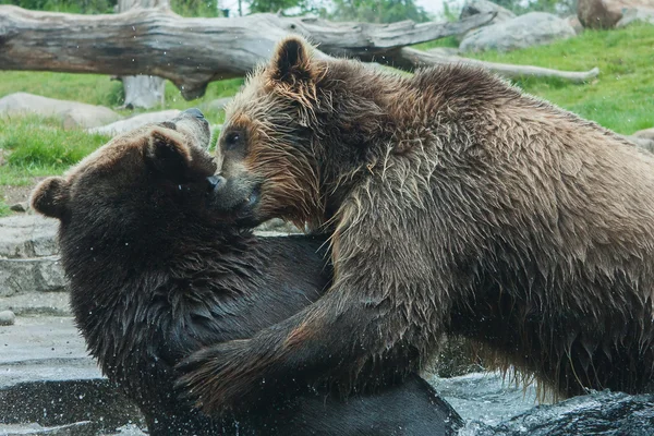 Twee grizzly (bruin) beren vechten — Stockfoto