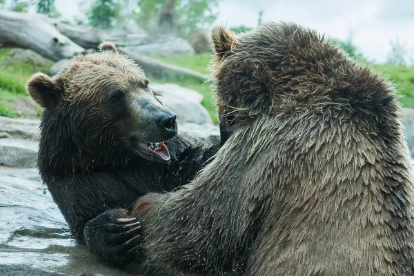 Två grizzly (brun) björnar kämpa — Stockfoto