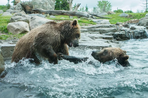 Twee grizzly (bruin) beren vechten — Stockfoto