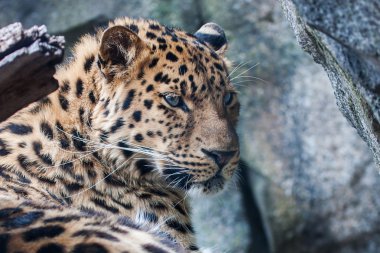 Amur Leopard resting on rock clipart