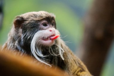 emperor tamarin's dil yapışkanlık dışarı
