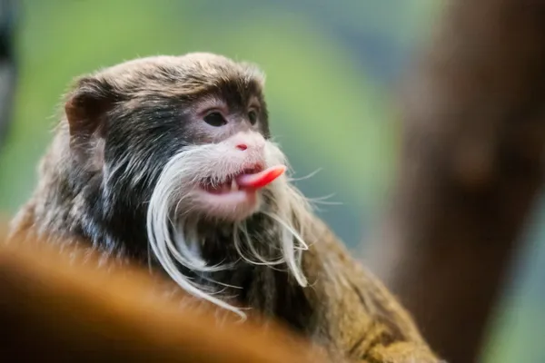 Emperor tamarin's dil yapışkanlık dışarı — Stok fotoğraf