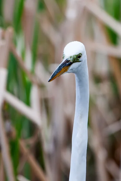 Fehér Heron a fűben — Stock Fotó