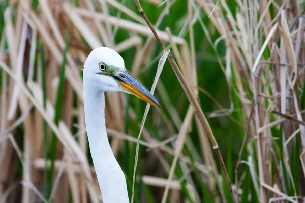 White Heron in grass — Stock Photo, Image