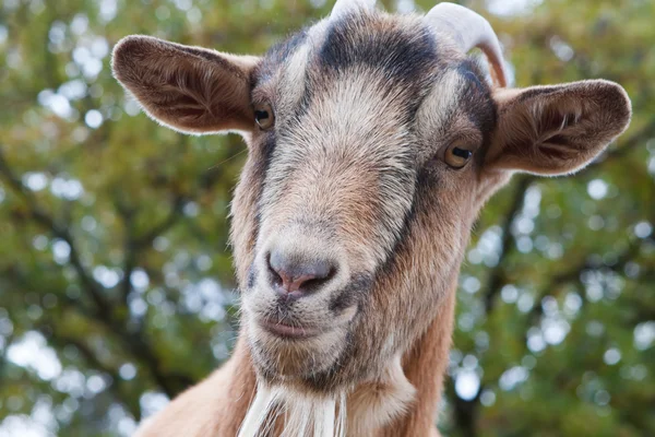 Billy goat portret — Stockfoto