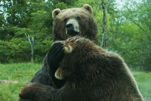 Två grizzly (brun) björnar kämpa — Stockfoto