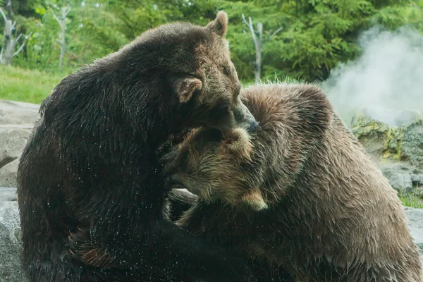Боротьба двох ведмедів Грізлі (коричневий) — стокове фото