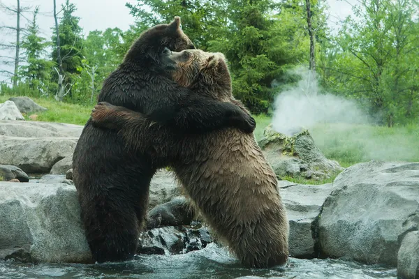 Två grizzly (brun) björnar kämpa — Stockfoto