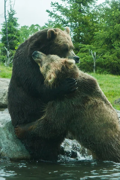 Twee grizzly (bruin) beren vechten — Stockfoto