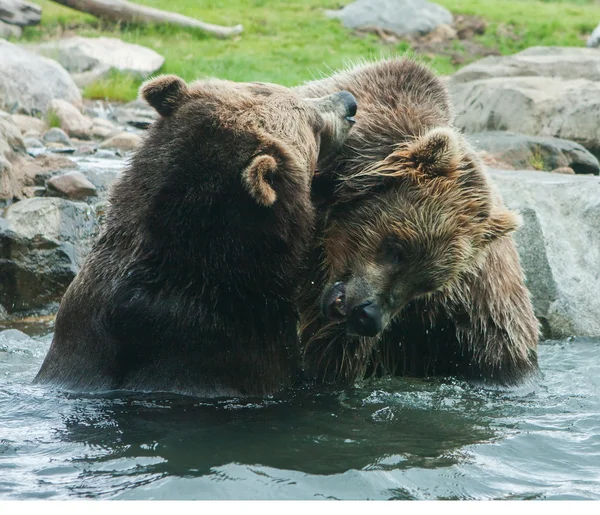 Två grizzly (brun) björnar kämpa — Stockfoto