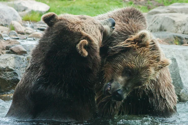 Deux ours grizzlis (bruns) se battent — Photo