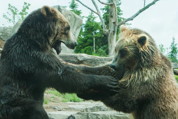 Αγώνα δύο σταχτιές αρκούδες (καφέ) — Φωτογραφία Αρχείου