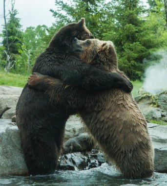 Two Grizzly (Brown) Bears Fight clipart