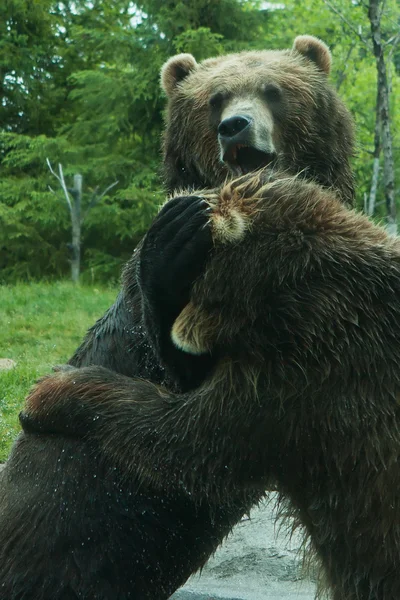 Dos osos pardos (marrones) luchan — Foto de Stock