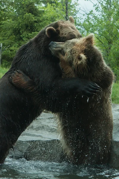 两个 （棕色） 棕熊战斗 — 图库照片